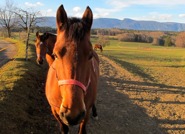 reitferien jura