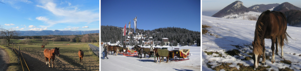 reitferien schweiz immobilie kaufen